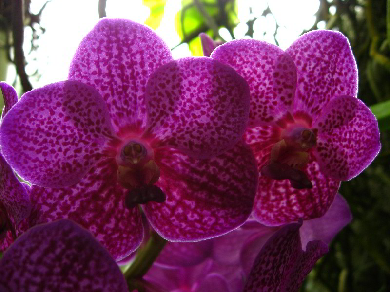 American-Orchid-Society-Delray-Beach-FL-037