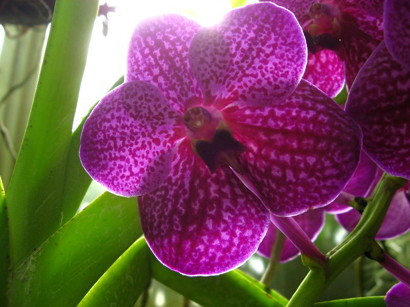 American-Orchid-Society-Delray-Beach-FL-038