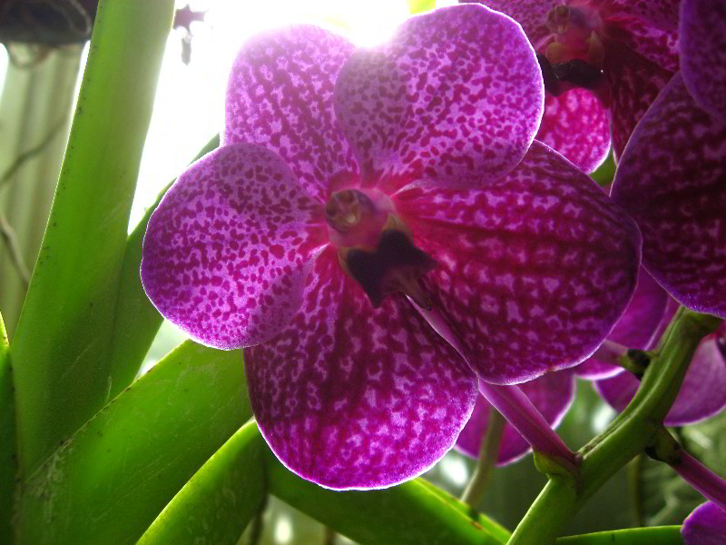 American-Orchid-Society-Delray-Beach-FL-038