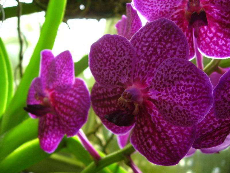 American-Orchid-Society-Delray-Beach-FL-039
