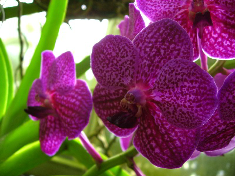 American-Orchid-Society-Delray-Beach-FL-039