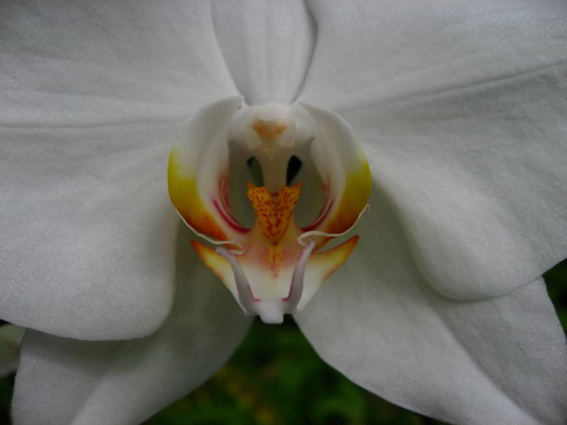 American-Orchid-Society-Delray-Beach-FL-041