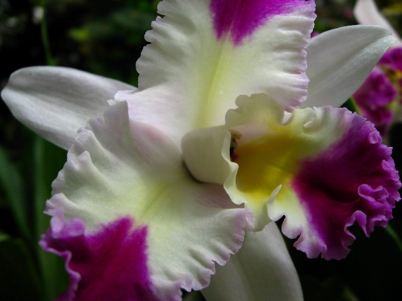 American-Orchid-Society-Delray-Beach-FL-048