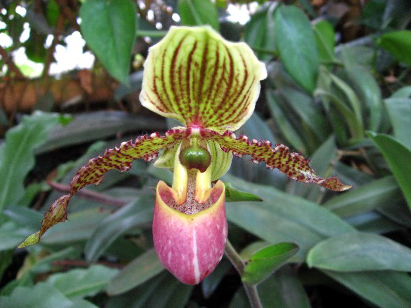 American-Orchid-Society-Delray-Beach-FL-053