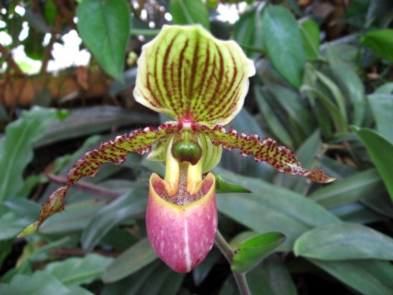 American-Orchid-Society-Delray-Beach-FL-053