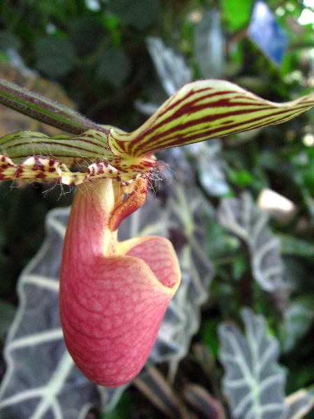 American-Orchid-Society-Delray-Beach-FL-055