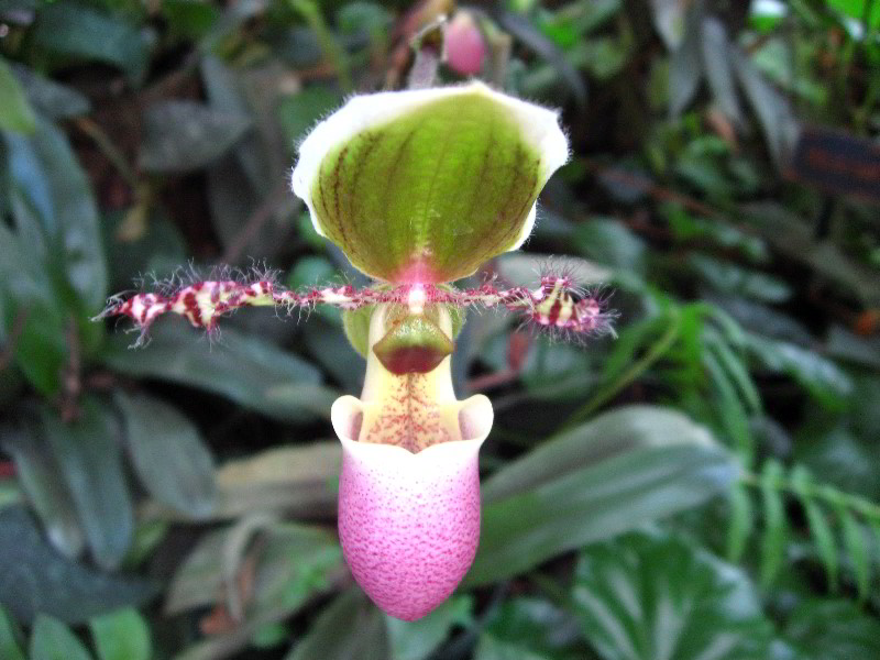 American-Orchid-Society-Delray-Beach-FL-056