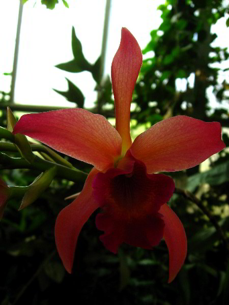 American-Orchid-Society-Delray-Beach-FL-059