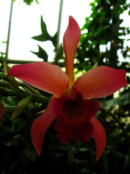 American-Orchid-Society-Delray-Beach-FL-059