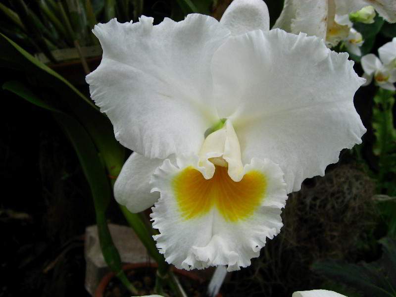American-Orchid-Society-Delray-Beach-FL-060