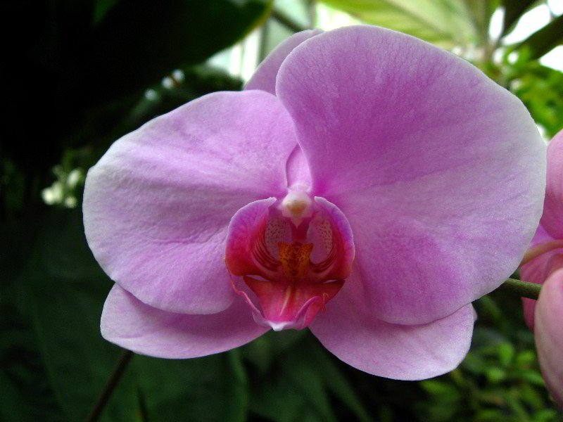 American-Orchid-Society-Delray-Beach-FL-061