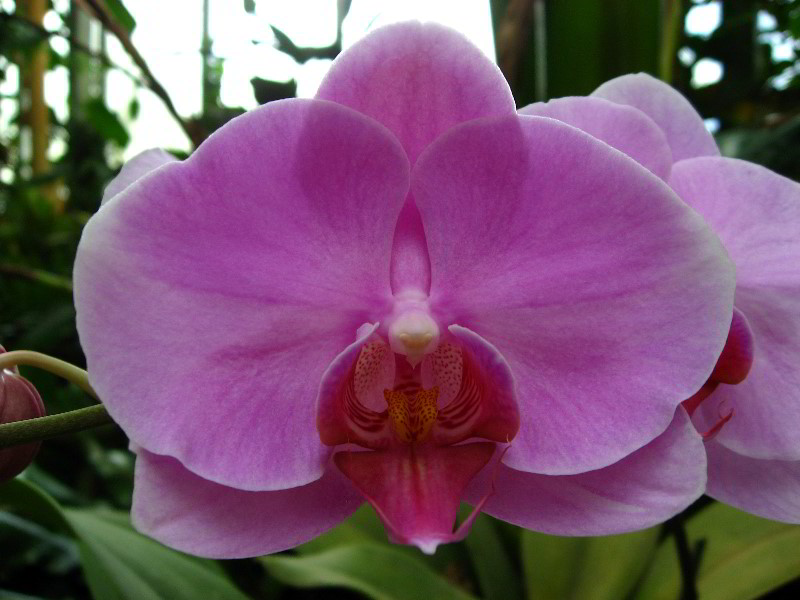 American-Orchid-Society-Delray-Beach-FL-062