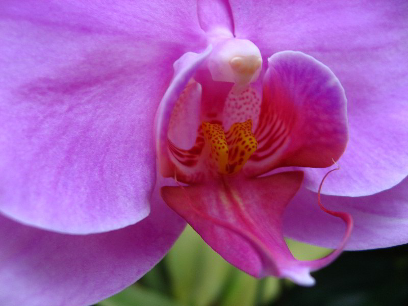 American-Orchid-Society-Delray-Beach-FL-063