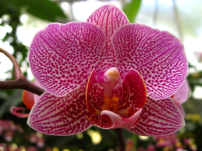 American-Orchid-Society-Delray-Beach-FL-066