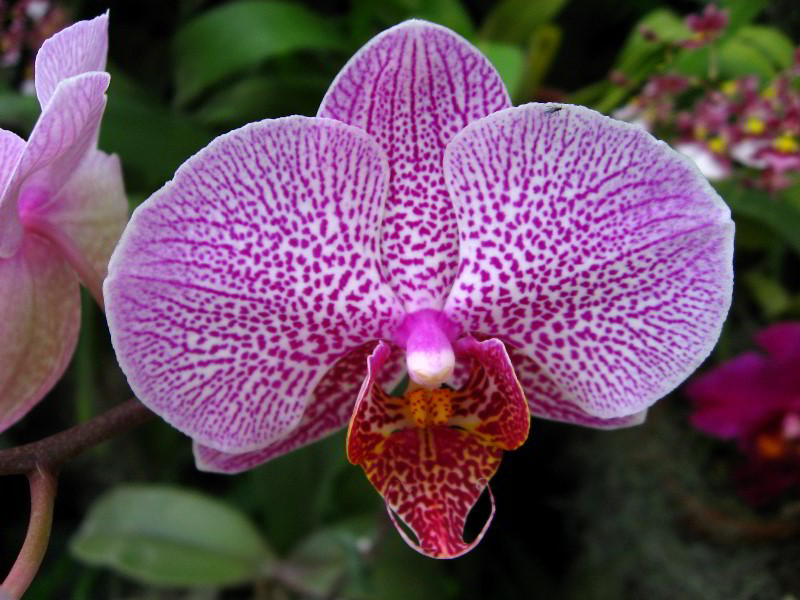 American-Orchid-Society-Delray-Beach-FL-067