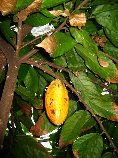 American-Orchid-Society-Delray-Beach-FL-072