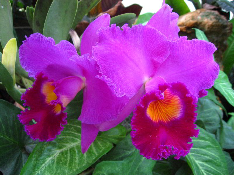 American-Orchid-Society-Delray-Beach-FL-073