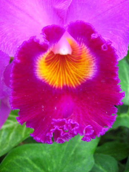 American-Orchid-Society-Delray-Beach-FL-074