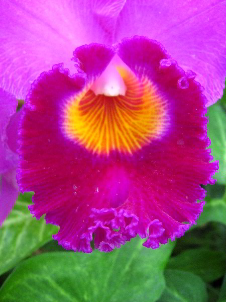 American-Orchid-Society-Delray-Beach-FL-074