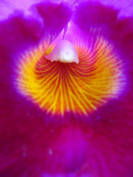 American-Orchid-Society-Delray-Beach-FL-075