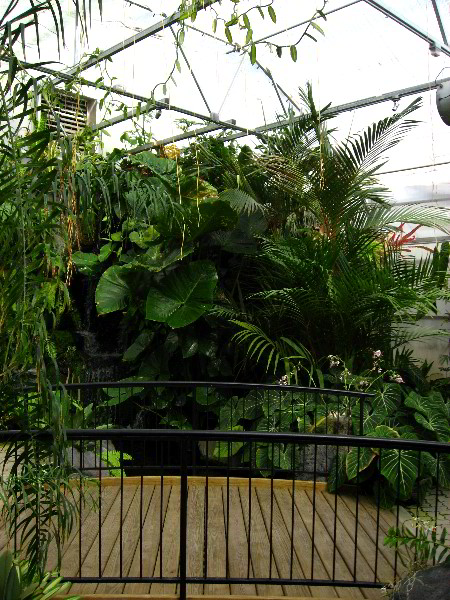 American-Orchid-Society-Delray-Beach-FL-076