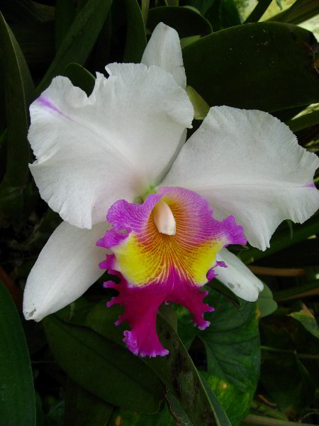 American-Orchid-Society-Delray-Beach-FL-080