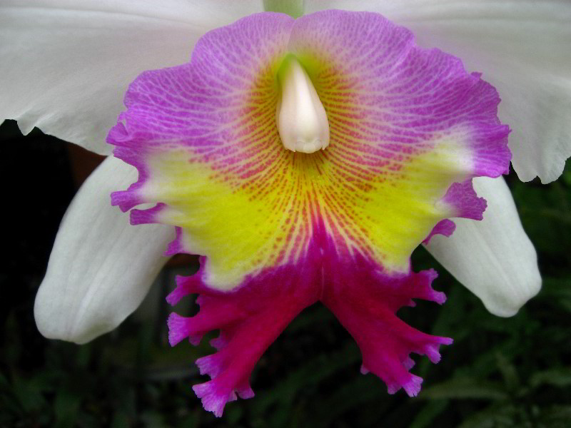 American-Orchid-Society-Delray-Beach-FL-081