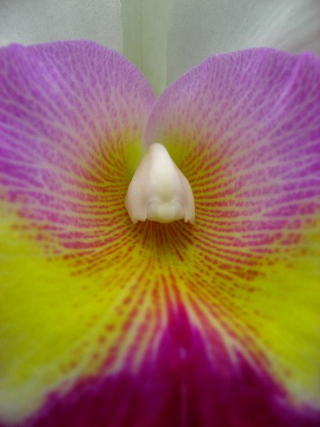 American-Orchid-Society-Delray-Beach-FL-082