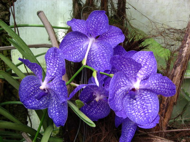 American-Orchid-Society-Delray-Beach-FL-085