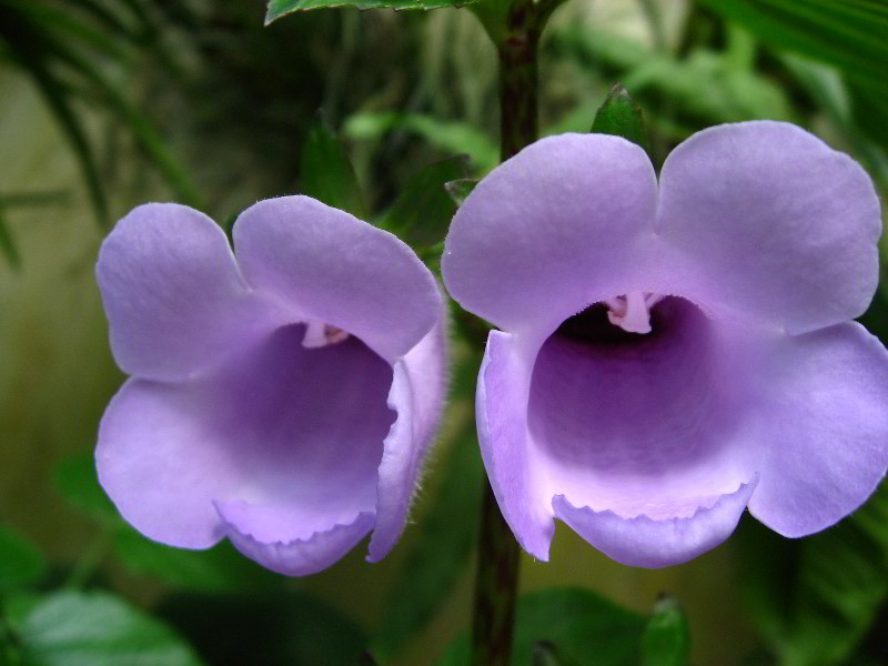 American-Orchid-Society-Delray-Beach-FL-086