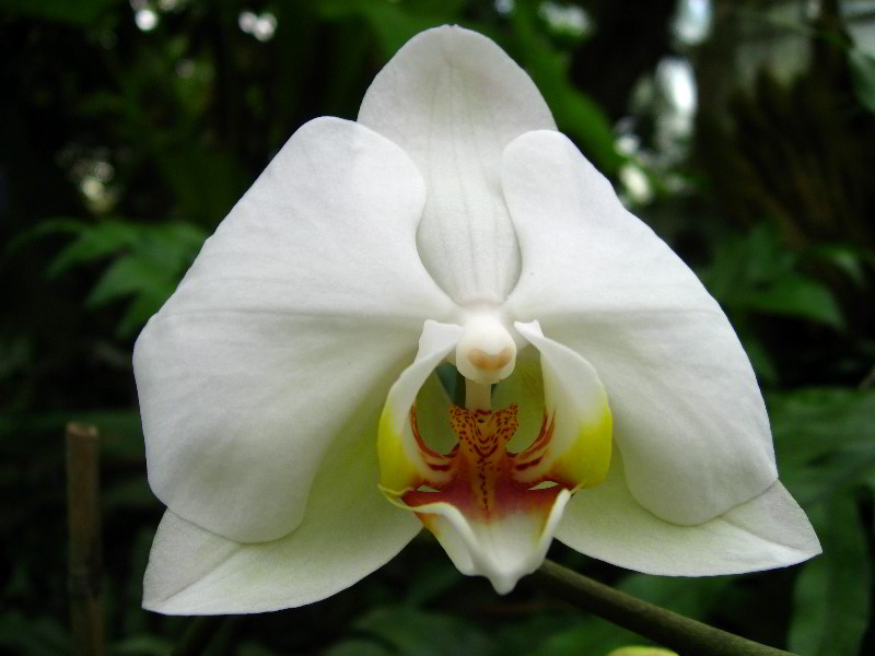 American-Orchid-Society-Delray-Beach-FL-093