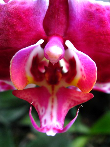 American-Orchid-Society-Delray-Beach-FL-099