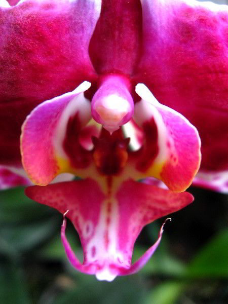 American-Orchid-Society-Delray-Beach-FL-099