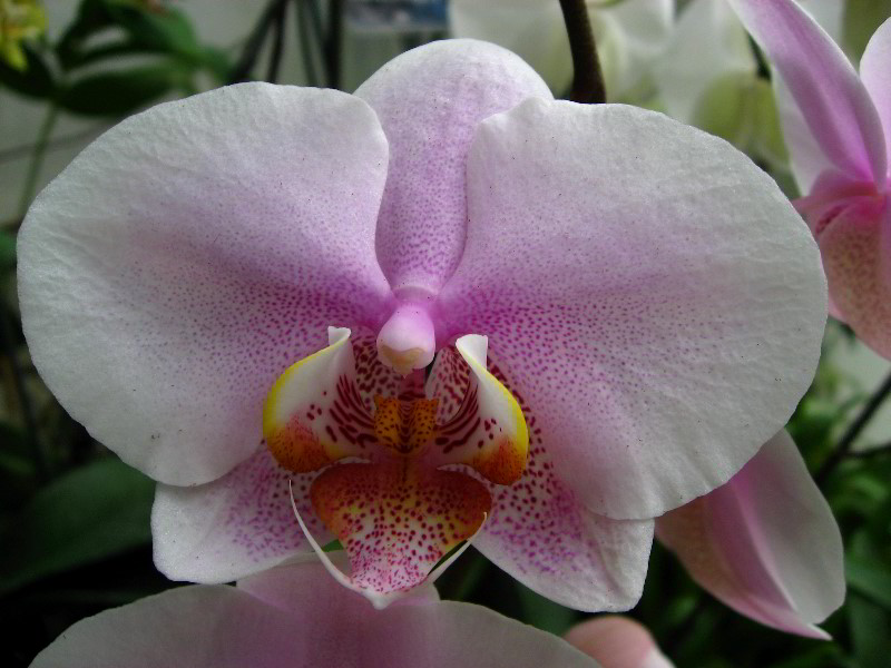 American-Orchid-Society-Delray-Beach-FL-100