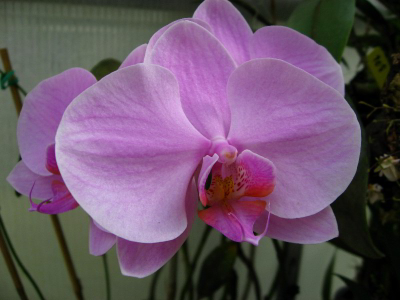 American-Orchid-Society-Delray-Beach-FL-105
