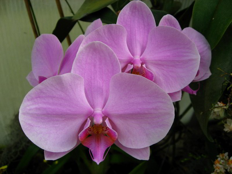 American-Orchid-Society-Delray-Beach-FL-106