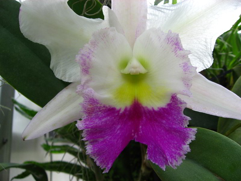 American-Orchid-Society-Delray-Beach-FL-107