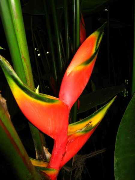American-Orchid-Society-Delray-Beach-FL-108
