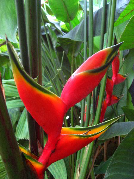 American-Orchid-Society-Delray-Beach-FL-109