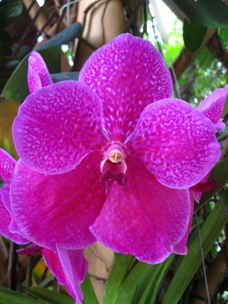 American-Orchid-Society-Delray-Beach-FL-113