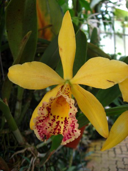 American-Orchid-Society-Delray-Beach-FL-114