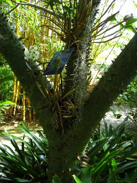 American-Orchid-Society-Delray-Beach-FL-120