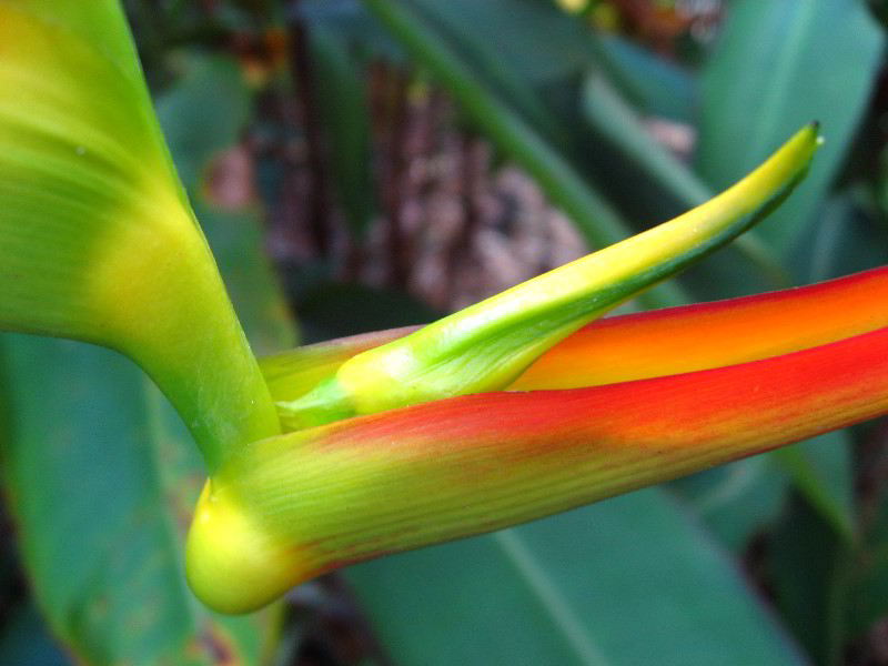 American-Orchid-Society-Delray-Beach-FL-126