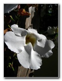American-Orchid-Society-Delray-Beach-FL-009