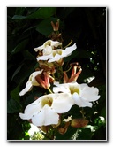 American-Orchid-Society-Delray-Beach-FL-011