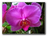 American-Orchid-Society-Delray-Beach-FL-018