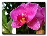 American-Orchid-Society-Delray-Beach-FL-019