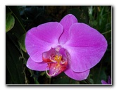 American-Orchid-Society-Delray-Beach-FL-020