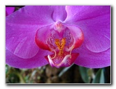 American-Orchid-Society-Delray-Beach-FL-022