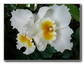 American-Orchid-Society-Delray-Beach-FL-023